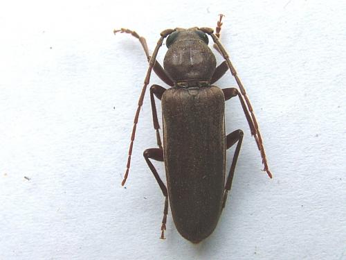 Arhopalus ferus